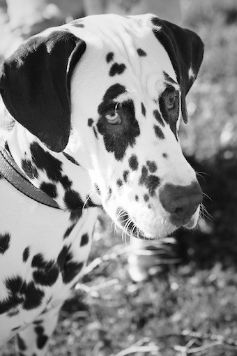 Algo me dice que hay una linda perrita por ahí...  o en su defecto, un suculento mendrugo de pan. 